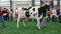 Cow#2