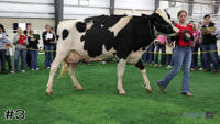 Cow#3
