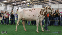 Cow#4