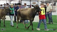 Cow#1
