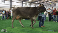 Cow#2