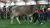 Cow#3