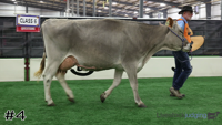 Cow#4