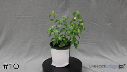 Plant#10
