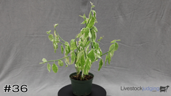 Plant#36