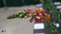 Snapdragon#1