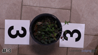 Plant#3