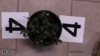 Plant#4