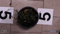 Plant#5