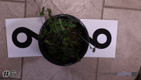 Plant#6