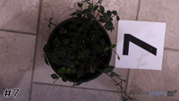 Plant#7