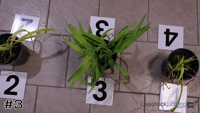 Plant#3