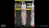 Carcass#3