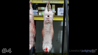 Carcass#4