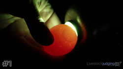 Egg#1