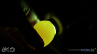 Egg#10
