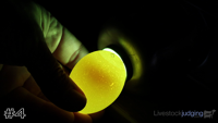 Egg#4