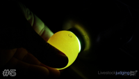 Egg#5