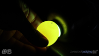 Egg#6