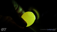 Egg#7