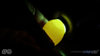 Egg#9