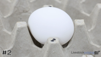 Egg#2