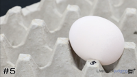 Egg#5