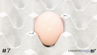 Egg#7