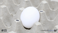 Egg#8