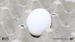 Egg#8