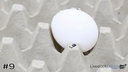 Egg#9