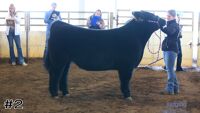 Steer#2