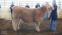 Steer#3