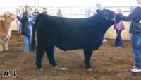 Steer#4