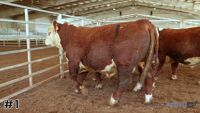 Bull#1