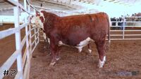 Bull#2