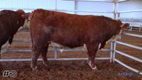 Bull#3