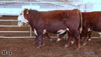 Bull#4