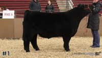Steer#1