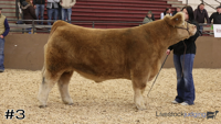 Steer#3