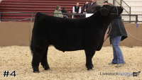 Steer#4