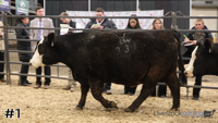 Heifer#1
