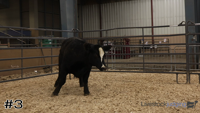 Heifer#3