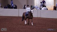 Horse#3