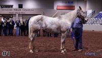 Horse#1