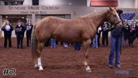 Horse#2
