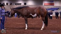 Horse#1