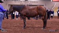 Horse#2