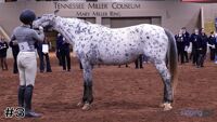 Horse#3