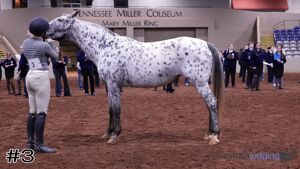 Class #6 Mares thumbnail